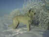 P01-12-1.jpg (61384 Byte)