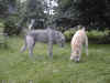 PIC00003.jpg (59756 Byte)