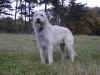 Bailey.jpg (56140 Byte)