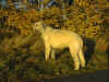 Goldener_Oktober.jpg (57860 Byte)