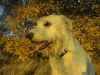 Goldener_Oktober.jpg (58368 Byte)