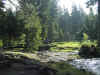 Harz Hochmoor.jpg (58448 Byte)